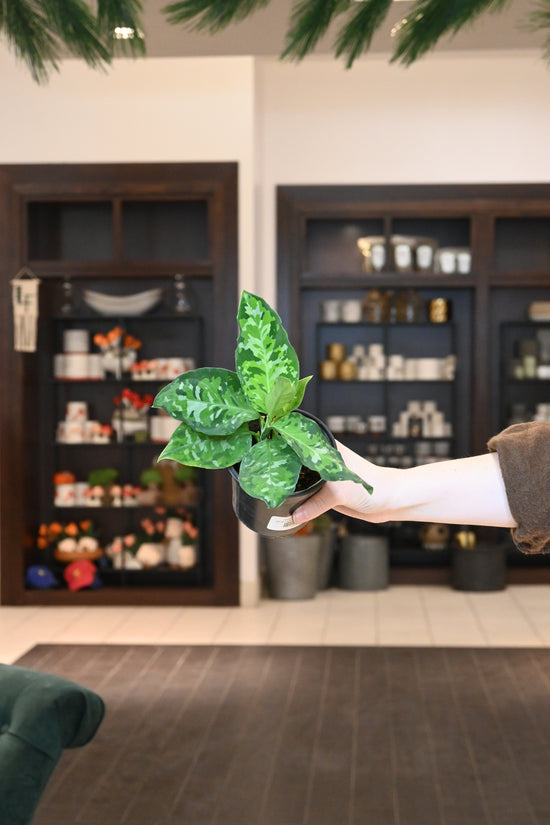 Aglaonema Pictum Tricolor