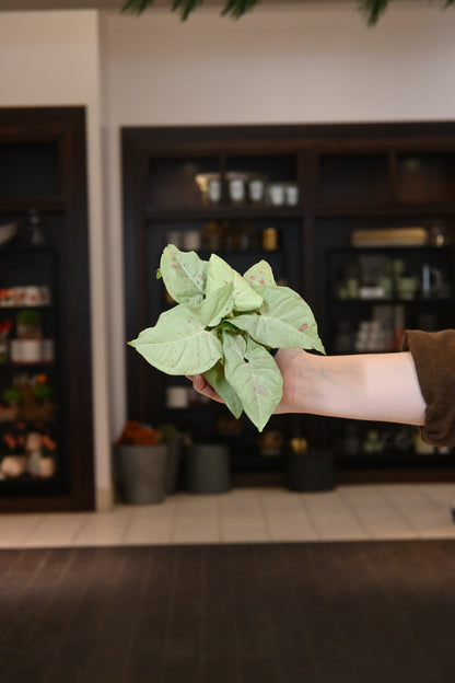 Syngonium Milk Confetti