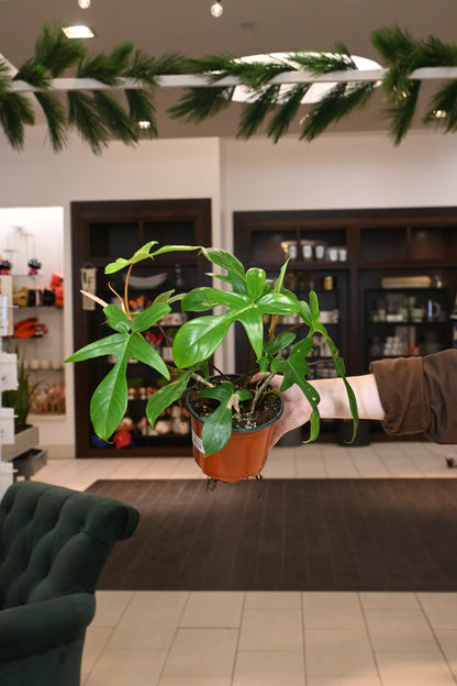 Philodendron Glad Hands