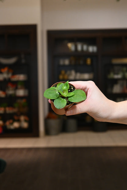 Pilea Peperomioides