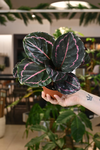 Calathea Dottie