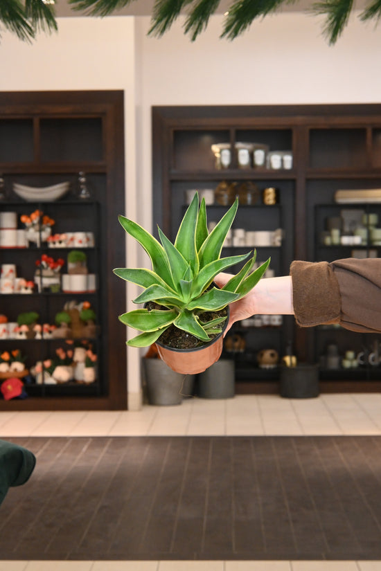 Agave Variegated