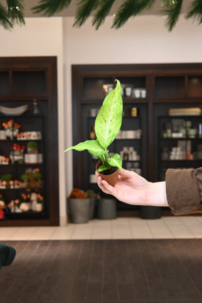 Dieffenbachia Camouflage