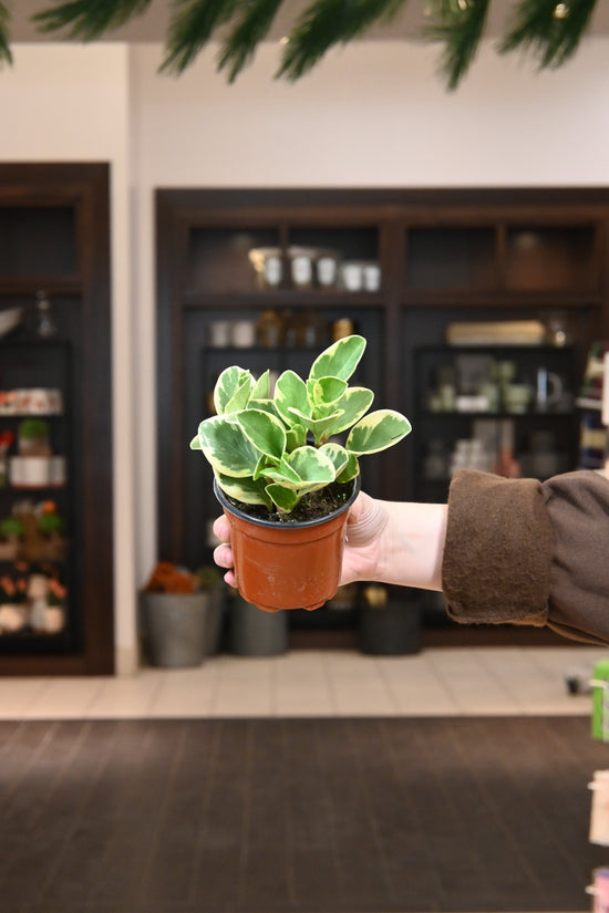 Peperomia Marble