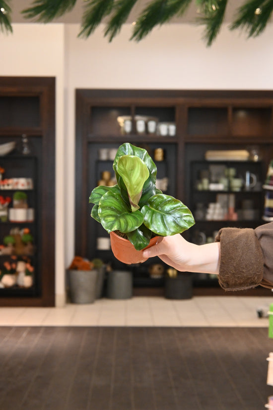 Calathea Fasciata