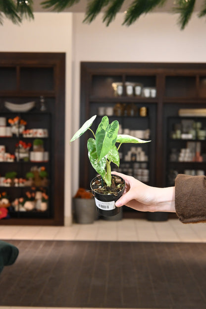 Alocasia Frydek Variegated