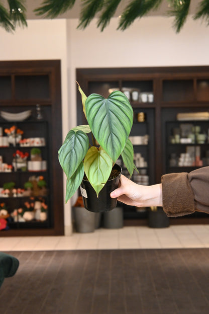 Philodendron Colombia