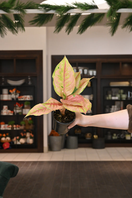 Aglaonema &