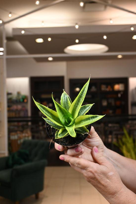 Sansevieria Cordova Variegated