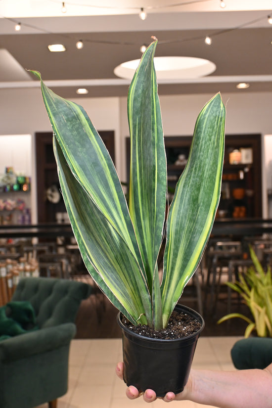 Sansevieria Whalefin Variegated