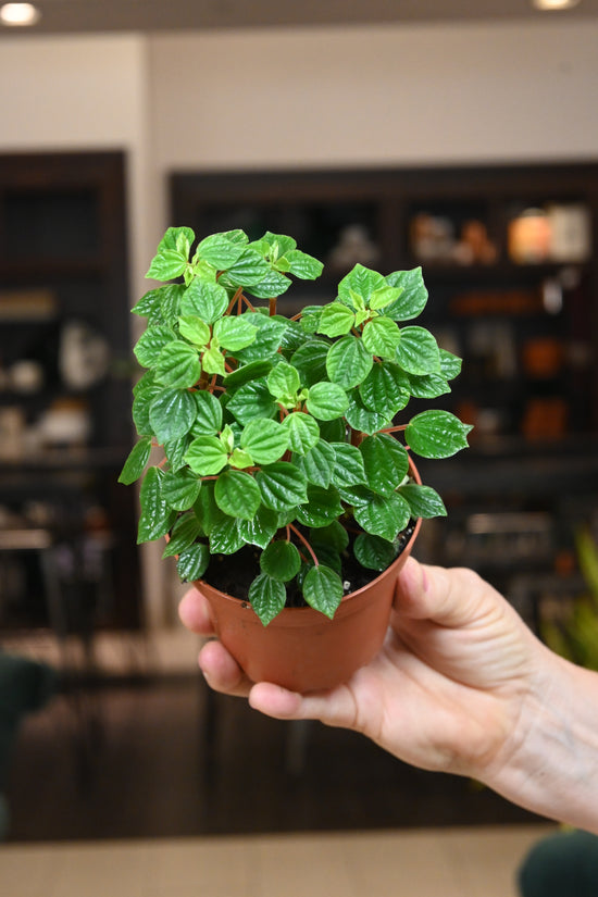 Peperomia Meridana