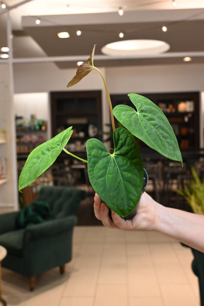 Anthurium Papillilaminum Hybrid