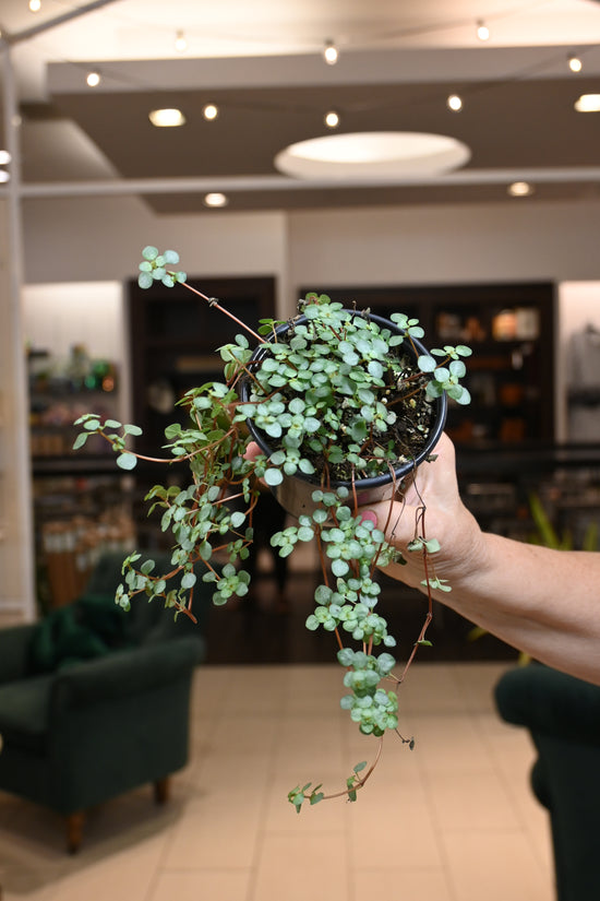 Pilea Baby Tears Silver