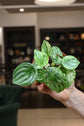 Peperomia Watermelon Var. &