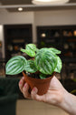 Peperomia Watermelon Var. &