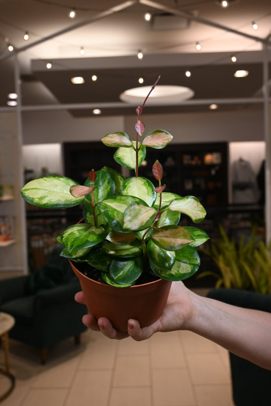 Hoya Australis Lisa