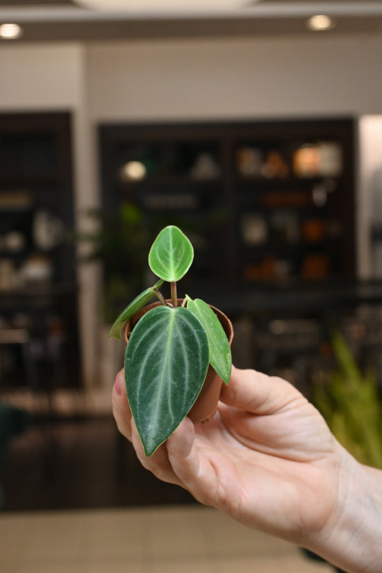 Peperomia Maculosa