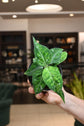 Aglaonema Pictum Tricolor