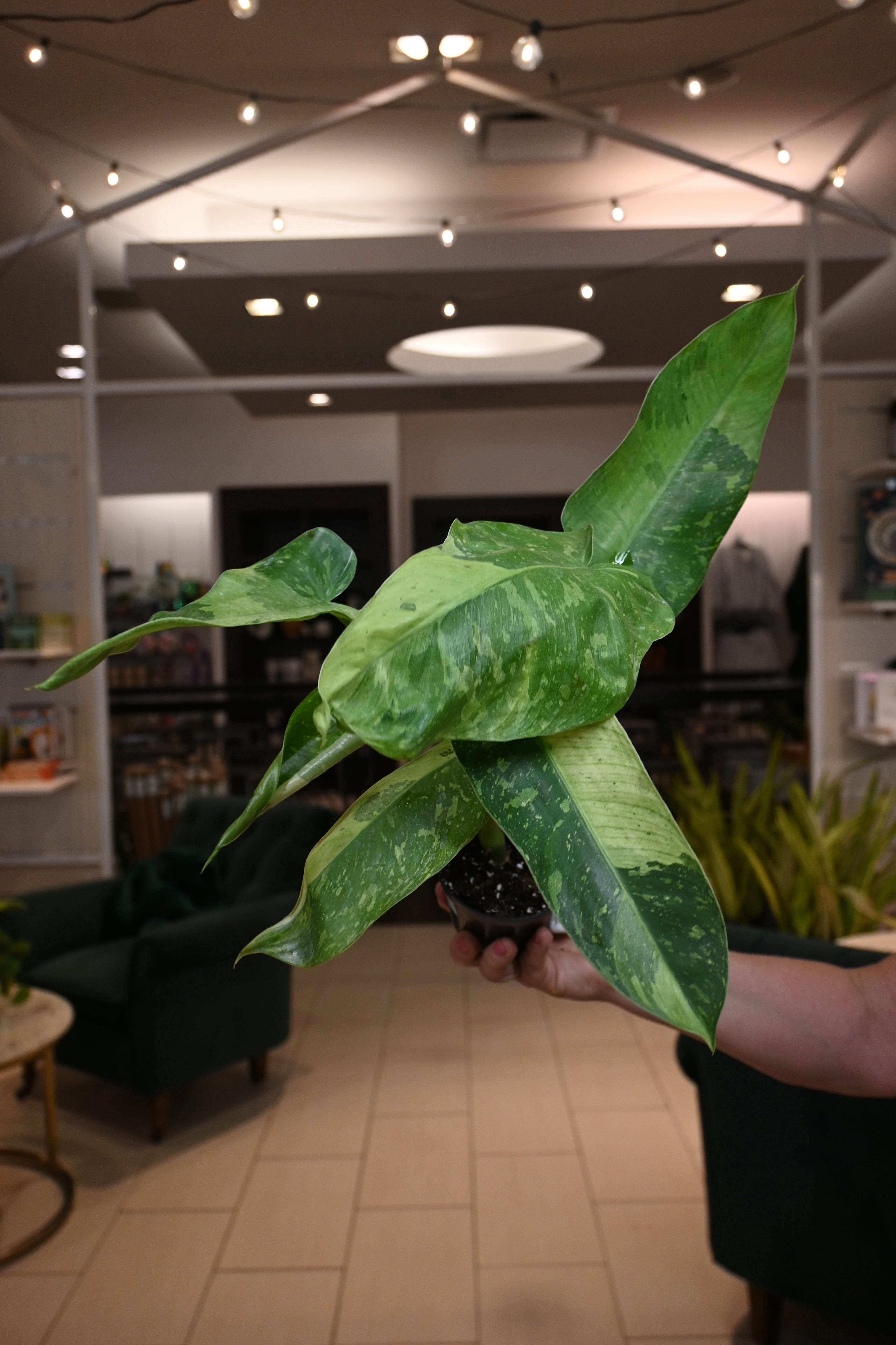 Variegated Philodendron hotsell Jose Buono plant.