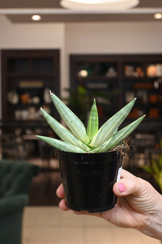 Sansevieria &