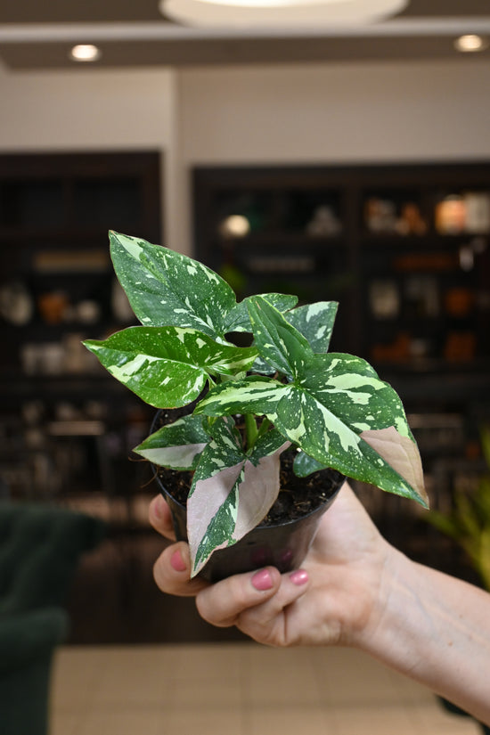 Syngonium Red Spot Tri Color