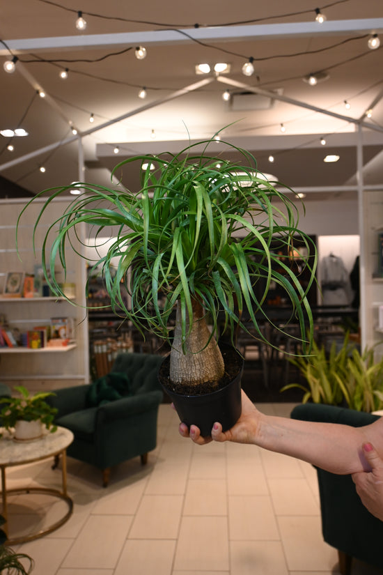 Ponytail Palm