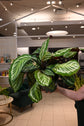 Calathea &