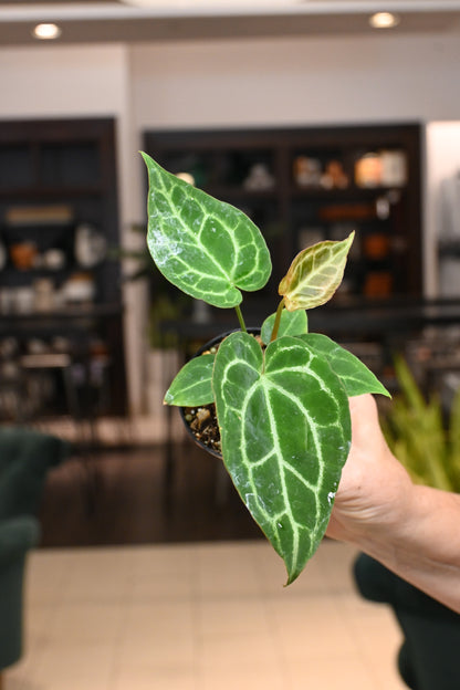 Anthurium Crystallinum X (Black Crystal X Dor.)