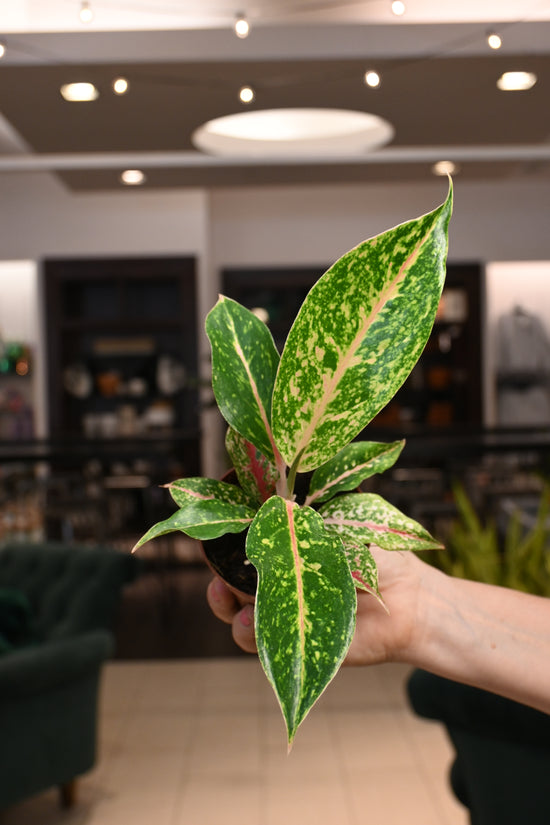 Aglaonema Night Sparkle