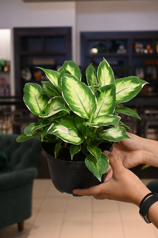 Dieffenbachia Maculata &