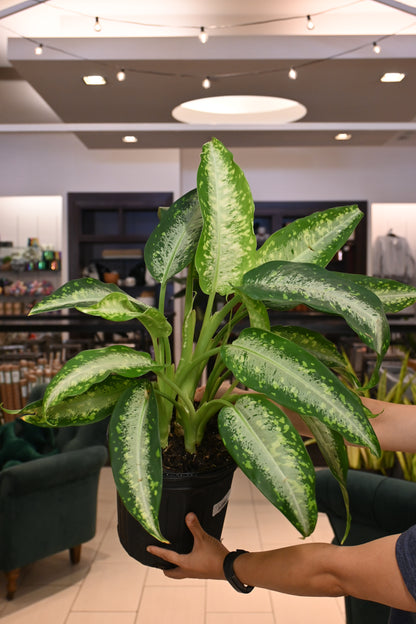 Dieffenbachia Panther