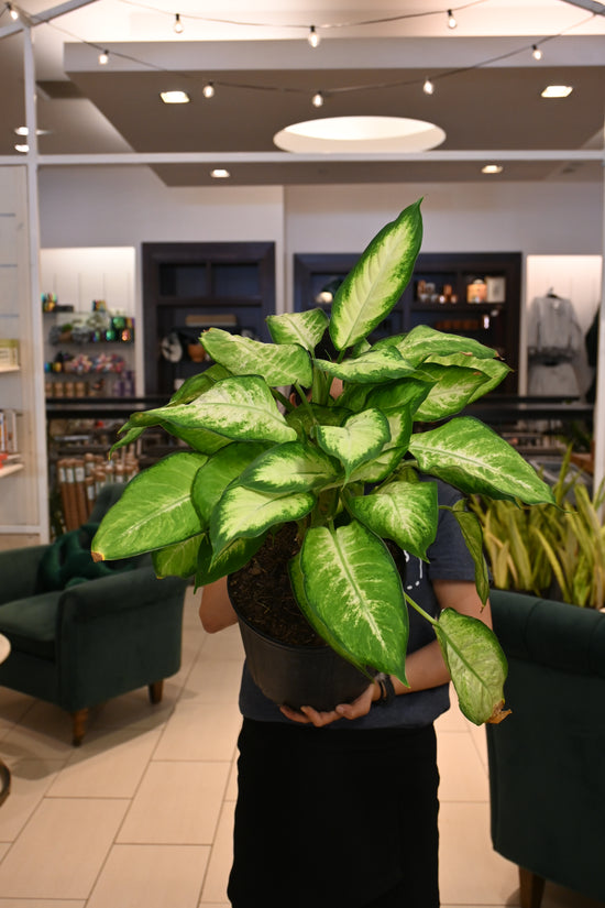 Dieffenbachia Camille