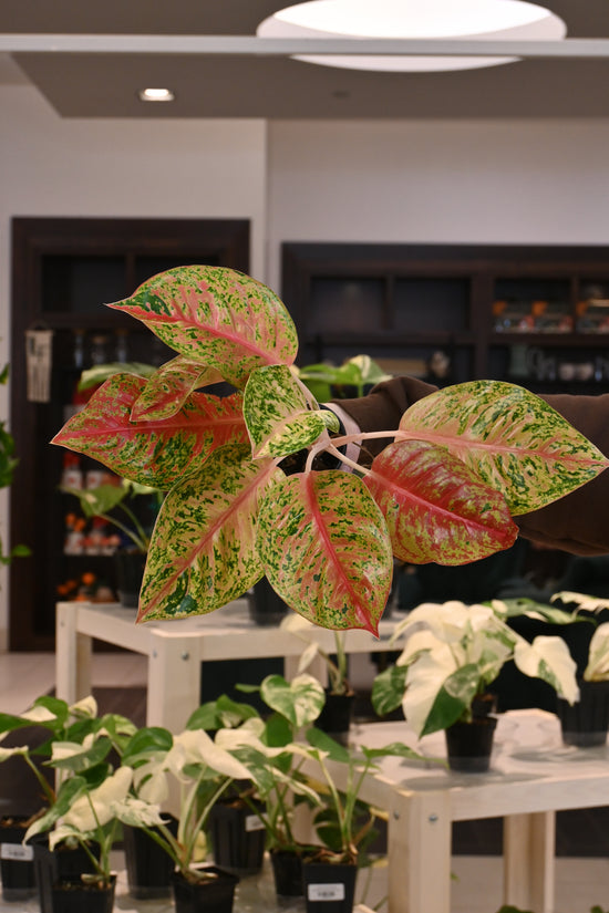 Aglaonema Red Mahasettii