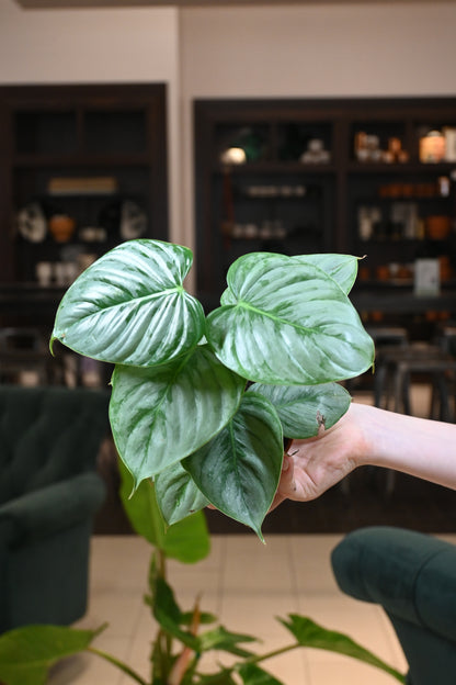 Philodendron Sodiroi