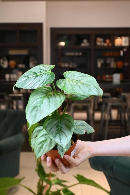 Philodendron Sodiroi