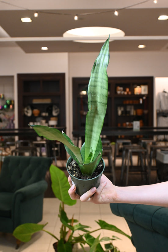 Sansevieria Moonshine