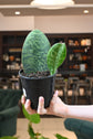 Sansevieria Whalefin