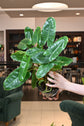 Reverted Philodendron Burle Marx