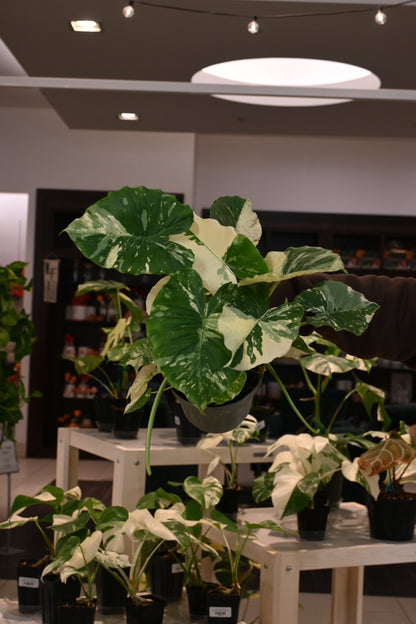 Alocasia Gageana Variegated