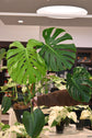 Monstera Mint NOID