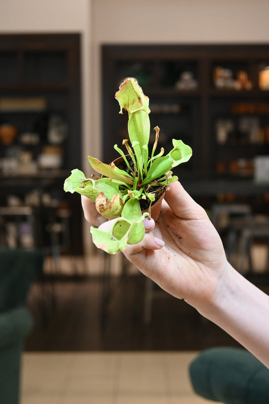 Sarracenia Assortment