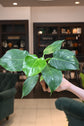 Philodendron White Wizard