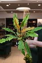 Philodendron Golden Crocodile Variegated