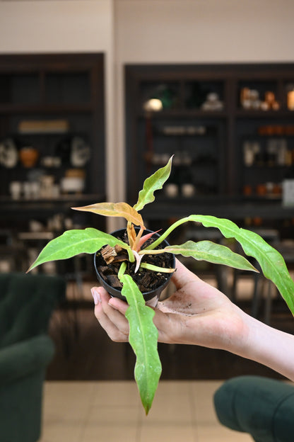 Philodendron Golden Crocodile Variegated