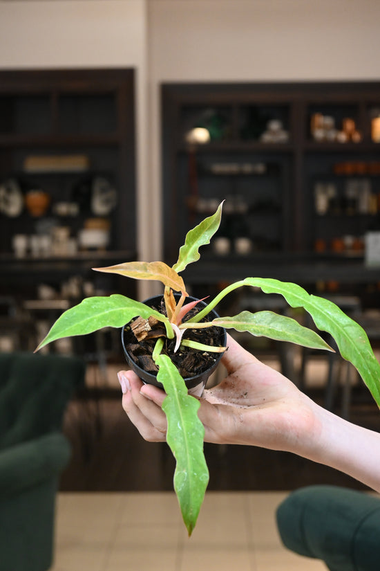 Philodendron Golden Crocodile Variegated