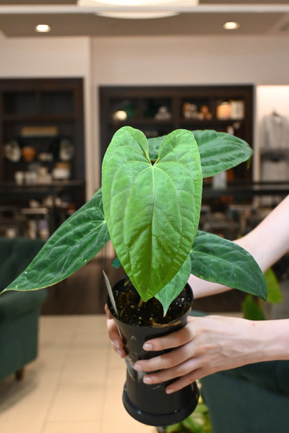 Anthurium Papillilaminum (Long) x &