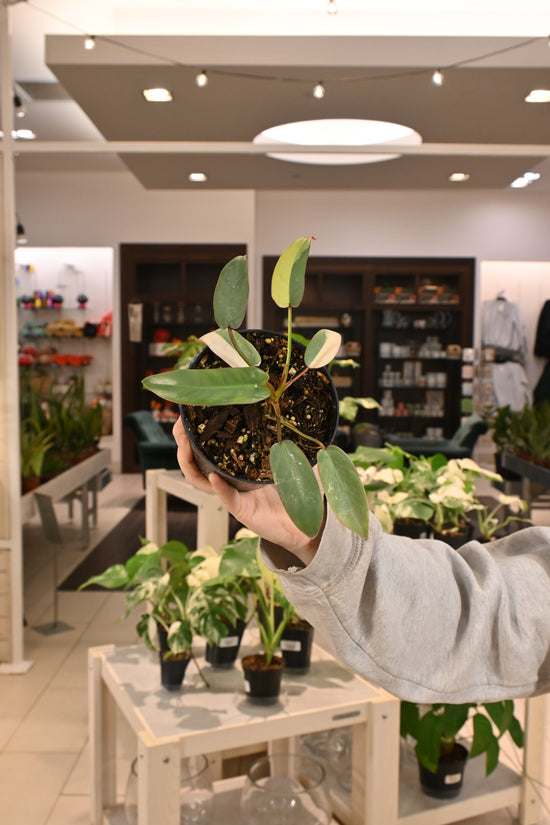 Philodendron Atabapoense Variegated