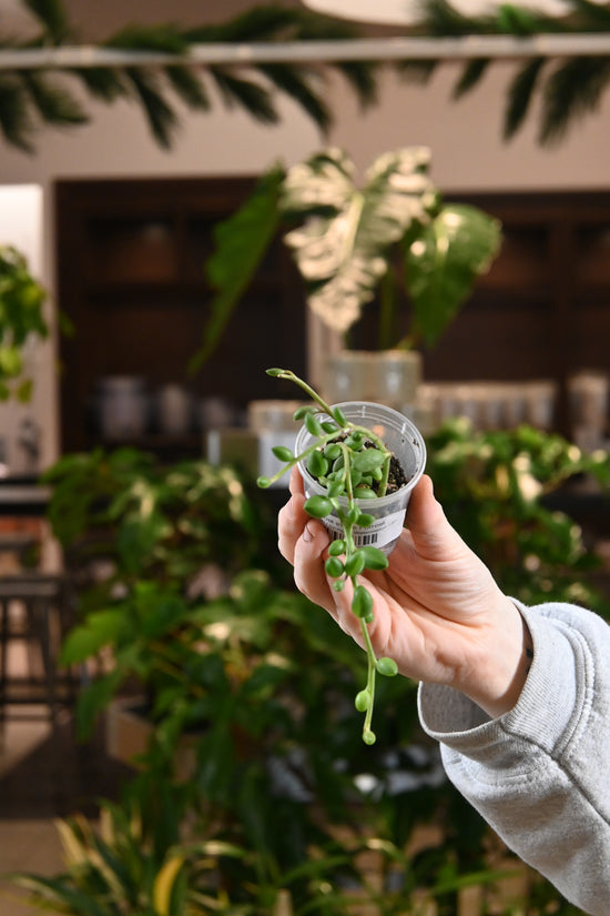 String of Watermelon