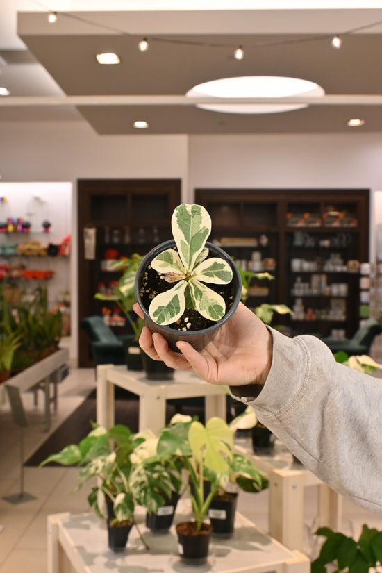 Ficus Lyrata Variegated