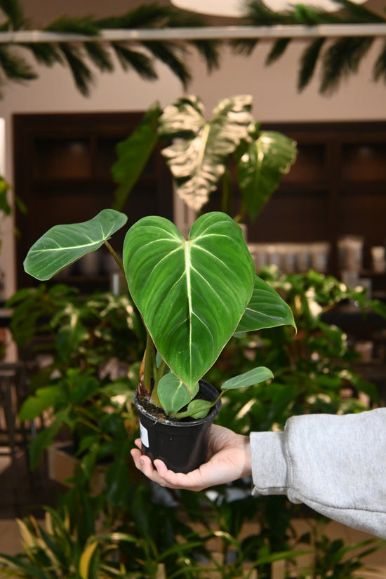 Philodendron Gloriosum